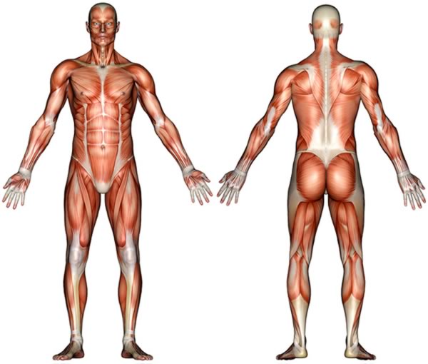 「人體肌肉」的圖片搜尋結果