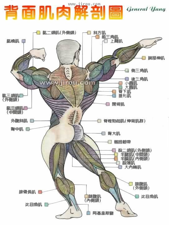 人体背面肌肉解剖图