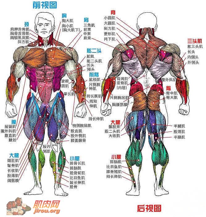 肌肉位置图解