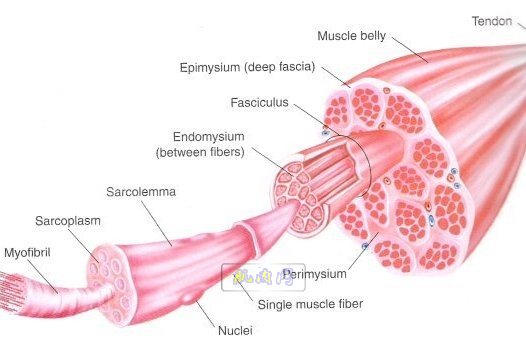 muscle_anatomy11