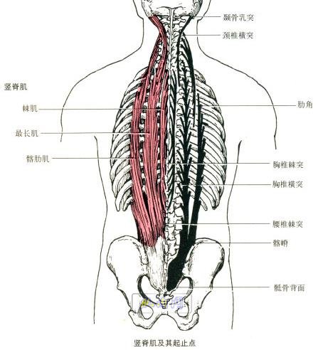 竖脊肌的解剖
