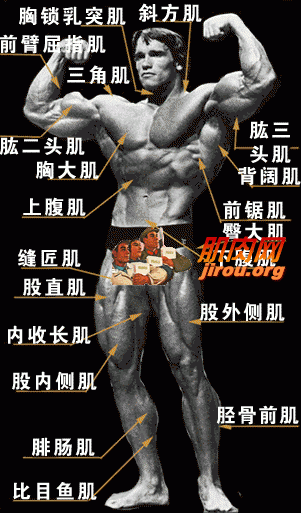 人体肌肉分布图 - yangmeng19840818 - 孤烟落日的博客
