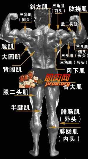 人体肌肉分布图 - yangmeng19840818 - 孤烟落日的博客