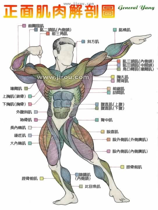人体正面肌肉解剖图