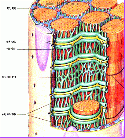 骨骼肌三联管结构图片图片