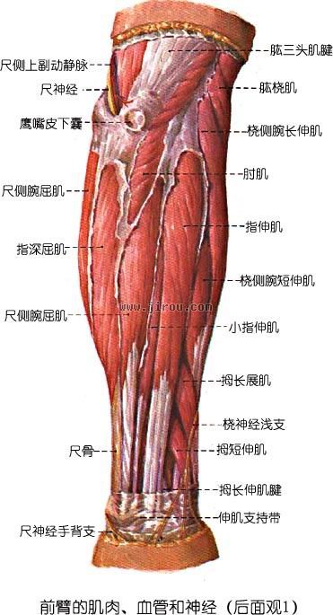 肌肉解剖学 第二章 四肢肌 上肢肌肉 肌肉网