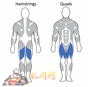 Hamstrings-Quads-1024x1012
