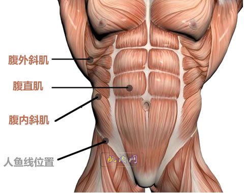 腹肌位置图