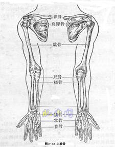 手与手臂骨骼结构图图片