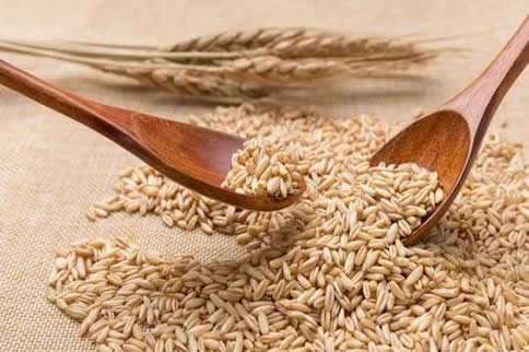 高饱腹高纤低脂食物有哪些 燕麦最常见